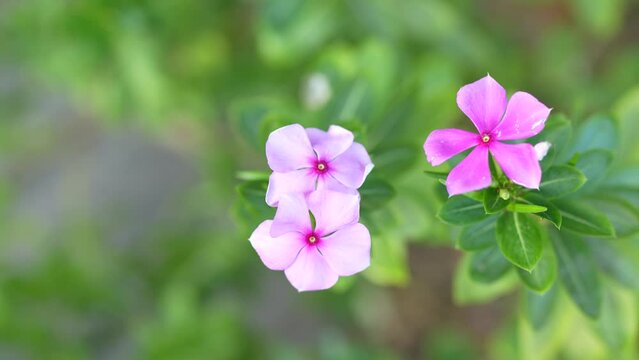 Madagascar periwinkle, Vinca,Old maid, Cayenne jasmine, Rose periwinkle