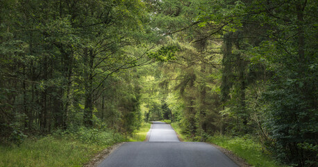Road Crosssing a forest in Denmark - obrazy, fototapety, plakaty