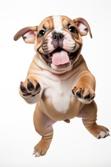 English Bulldog puppy with happy face jumping pose isolated on white background created with Generative AI Technology  