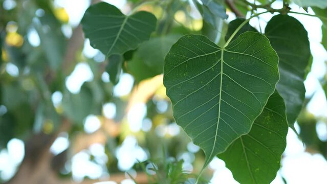Bodhi leaf, the tree on which Lord Buddha passed away