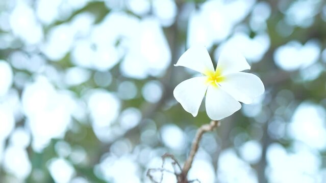 Frangipani flowers blooming on the tree The wind blows in the winter