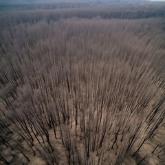 A once lush forest now turned into a barren wasteland, with dead trees and cracked ground.