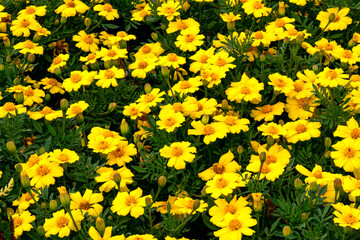 Obraz premium Yellow marigold flowers in the summer garden.