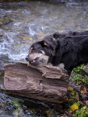 dog in water