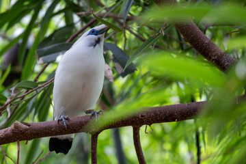 Rothschild's Mynah - Leucopsar rothschildi, beautiful white blue eyed starling endemic in Bali island, Indonesia.