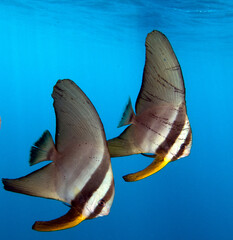 Shaded Batfish also known as Platax pinnatus Boracay Island Philippines