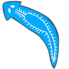 illustration of Planaria