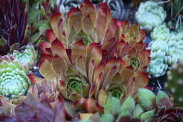 Rojnik Adamina Sempervivum