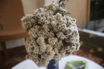 Leontopodium Alpinum, Edelweisn flower is a plant that has the nickname perennial flower.