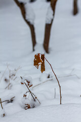 Tree branches covered with snow in the courtyard of Kharkov