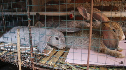 Oryctolagus cuniculus rabbit, in traditional Indonesian farms.