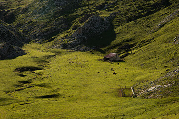 Casa de ganado en medio de la montaña Picos de Europa