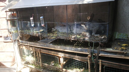 Oryctolagus cuniculus rabbit, in traditional Indonesian farms.
