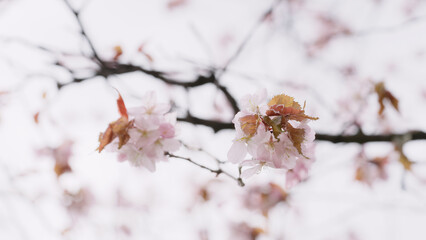 Sakura cherry blossom in spring on a cloudy day