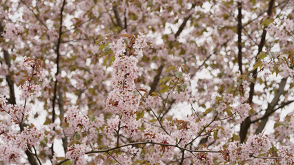 Sakura cherry blossom in spring on a cloudy day