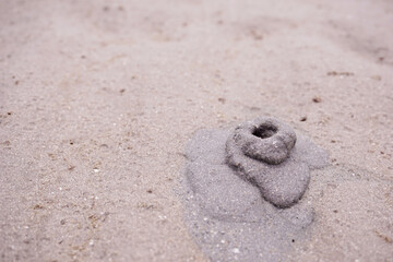close up small ghost crab digging hole in the sand
