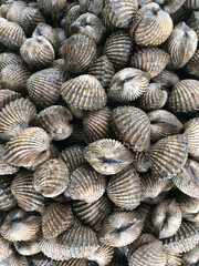 close up of a pile of cocktail shells