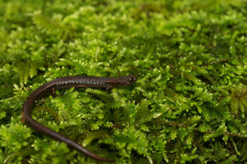 Closeup on a Hell Hollow Slender Salamander, Batrachoseps diabolicus sitting on green moss