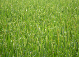 close up rice field in thailand