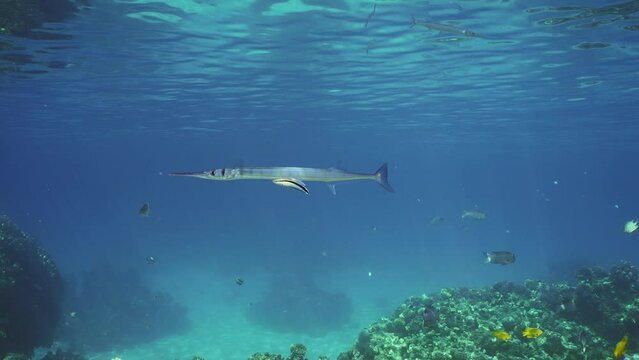 Sea Needle or Garfish swims under surface in blue water over coral reef, cleaner fish clean it from parasites at cleaning station in sunrays, slow motion