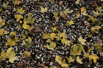 ヴロツワフの秋