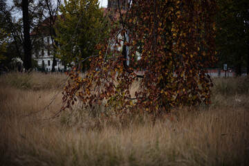 ヴロツワフの秋