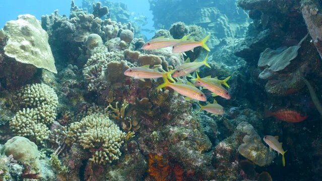 Tropical fish in the coral reef of the Caribbean Sea