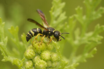 Closeup on a predatory wasp, Gymnomerus laevipes, with a caterpillar as prey in it's mouth