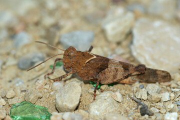 Closeup on a blue-winged grasshopper, Closeup on a Mediterranean red-winged grasshoper, Oedipoda caerulescens
