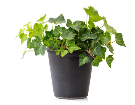 Efeutute im topf im topf isoliert auf wei&szlig;en Hintergrund, Freisteller