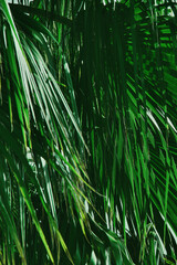 Abstract green background from palm leaves. Texture of green palm leaves close-up