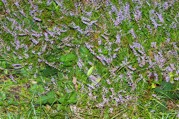  Blooming Erica (wrzos) with a violet flowers on a textured background.