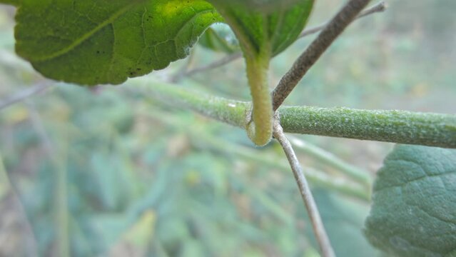Red-black insect firebug on plants seed capsules looking for food close-up. Garden pests in the natural environment