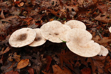 Closeup on a troop of pale colored, large European Monk's Head and Rickstone Funnel mushrooms,...