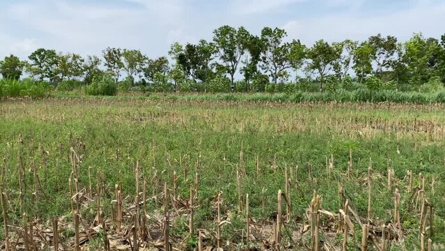 4k video of Dead empty corn fields with cracked soil due to drought in Yogyakarta, Java, Indonesia. Global warming, climate change, extreme weather, el nino la nina. Corn fields after harvest season.