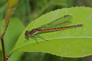 Closeup on a colorful European Large red damselfly, Pyrrhosoma nymphula, sitting on a leaf
