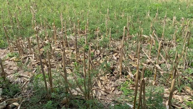 4k video of Dead empty corn fields with cracked soil due to drought in Yogyakarta, Java, Indonesia. Global warming, climate change, extreme weather, el nino la nina. Corn fields after harvest season.