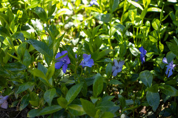  Vibrant purple Vinca minor flower in full bloom
