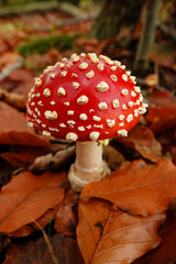 Closeup on a signle fresh brilliant red and white spotted Fly agaric, Amanita muscaria, on he forest floor