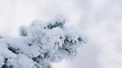 closeup shot of hoarfrost covered spruce tree branches