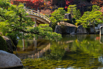 日本庭園の池に映る松の木