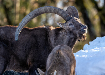 Alpine Ibex (Capra ibex) Outdoors