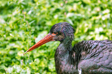 Black Stork (Ciconia nigra) Outdoors