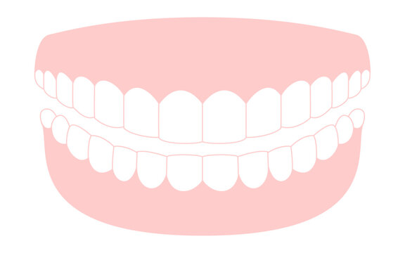 pink gums and white teeth clip art preview