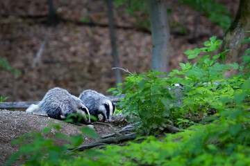 European Badger (Meles meles) in evening next to his burrow. Wild animal in natural habitat. 