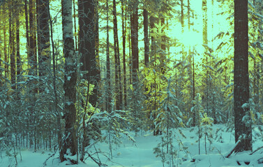 winter landscape .Winter scene