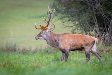 Red Deer (Cervus elaphus) walking on the meadow