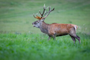 Naklejka na ściany i meble Red Deer (Cervus elaphus) walking on the meadow