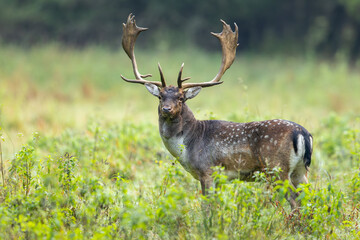 Fallow deer male (dama dama) in the forest.	
