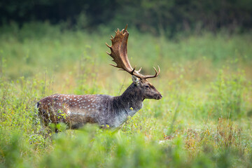 Fallow deer male (dama dama) in the forest.	